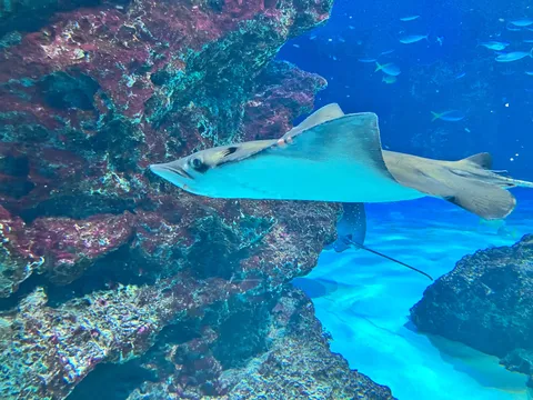 青の渦を泳ぐ影