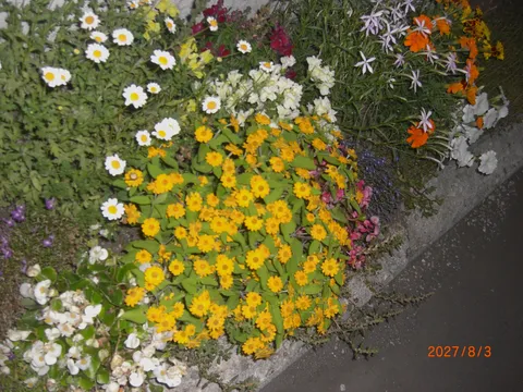 花と光の小さな楽園
