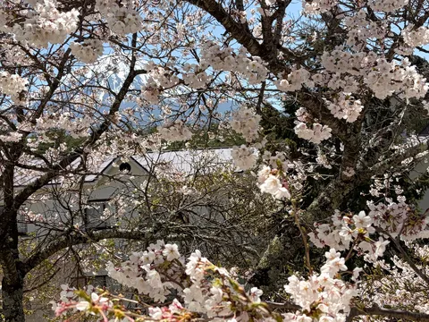 春の白壁と桜、遠くに山