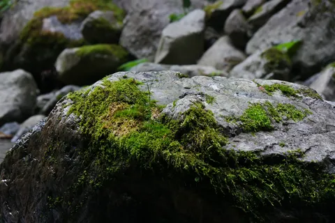 苔むす石の静寂