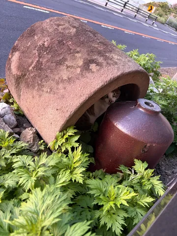 大きな土管から覗く瞳