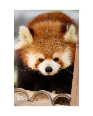 竹垣の隙間から、ぱっちりおめめ