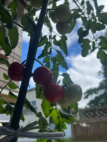 青空と実りのコントラスト