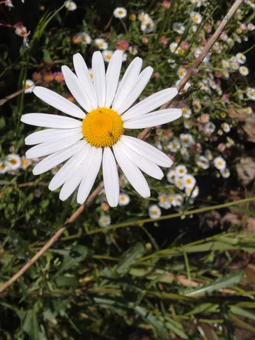 小さき命への賛歌、夏の午後