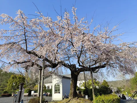 春風に舞う桜の調べ