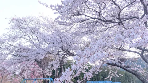 青い遊具と桜色の春