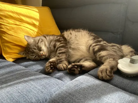 猫、満ち足りた日向ぼっこ