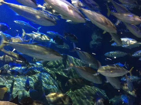 水中を漂う青き魚たちの群れ