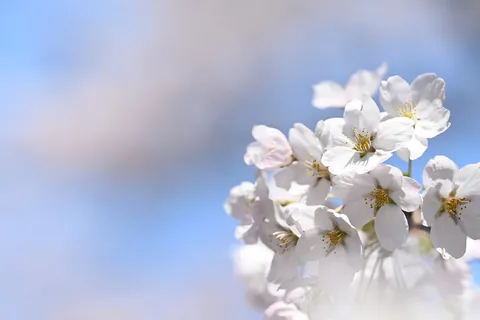 春風に舞う、桜の儚さ