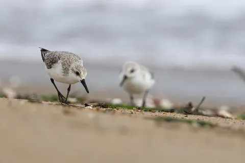 潮風の小さな旅人