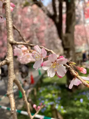陽光にきらめく桜