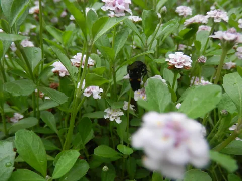 花と虫が奏でる小さな風景