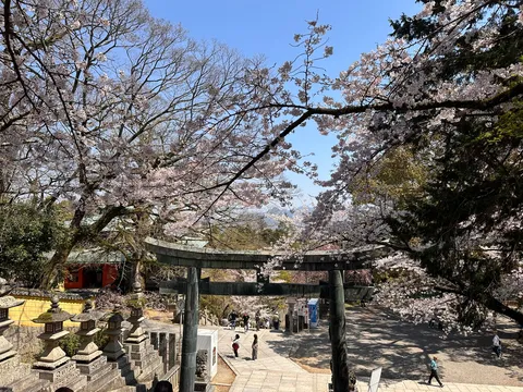 桜舞う鳥居、古都の静寂