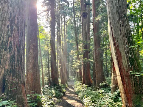 木漏れ日差し込む森の径