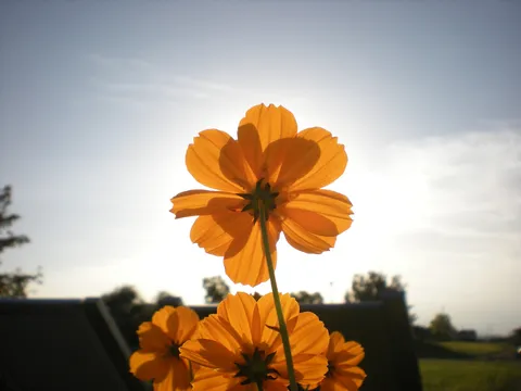 光に透けるオレンジ花