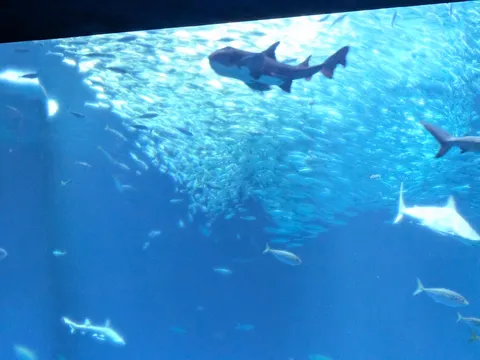 サメとイワシの大群、悠久の海中散歩