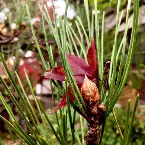 松葉に紛れた紅葉