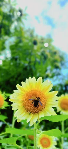 夏の主役、蜂とひまわり