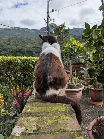 山々を見守る猫様