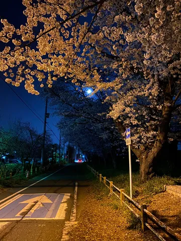 夜道に咲く桜の光景