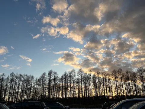 夕暮れ、森と空のコントラスト