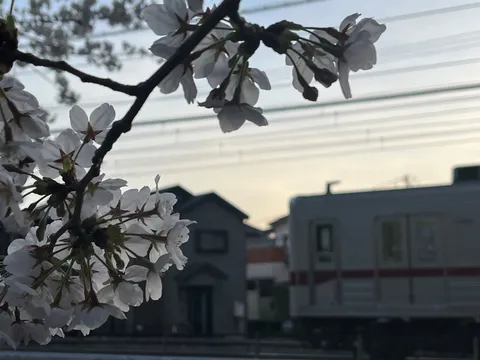 電車と桜、時が止まった瞬間