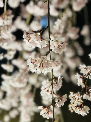 夜桜、儚くも美しいひととき