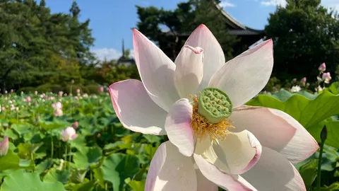 蓮の妖精、開花宣言！