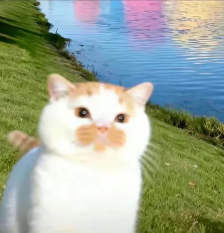 水辺でこちらを見る猫
