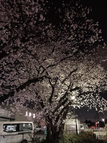 真夜中の桜、明かりに照らされて