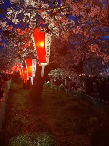 提灯灯る桜並木の夜