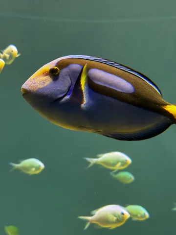青い魚と小魚たちの水中散歩