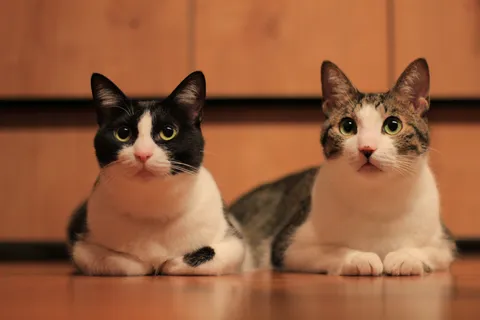 寄り添う猫たちの視線