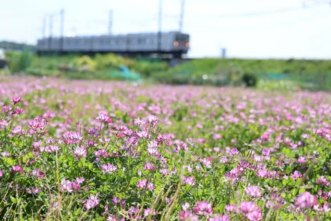 線路沿いのピンクの絨毯