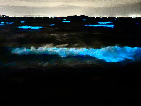 夜光る海、幻想的な光景