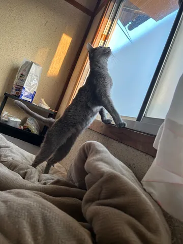 窓辺の猫、朝の光を浴びる