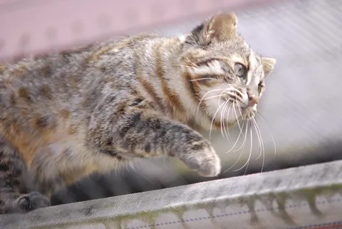 獲物を狙う野生の眼差し