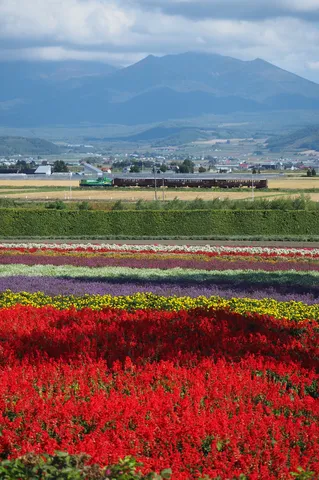 花と列車が紡ぐ山景