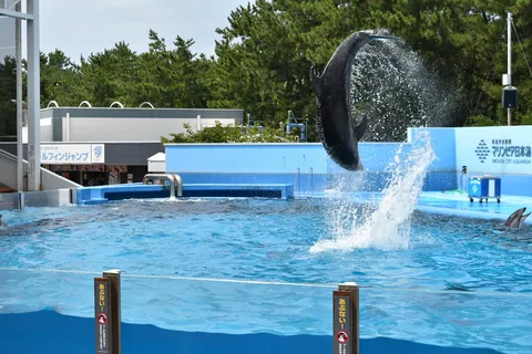 躍動するイルカ、水しぶきが輝く瞬間