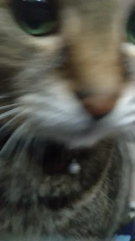 猫ちゃんのカメラ目線？