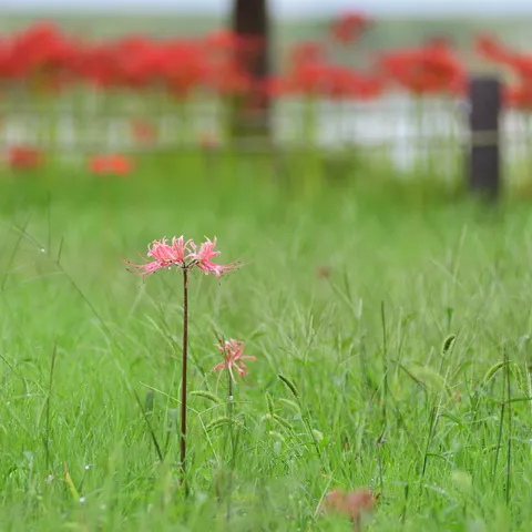 風に揺れる赤い花の孤独