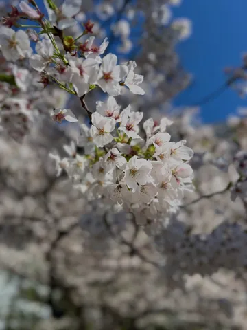 春の息吹、桜の白