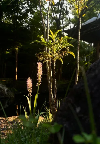 木漏れ日とピンクの花の静けさ