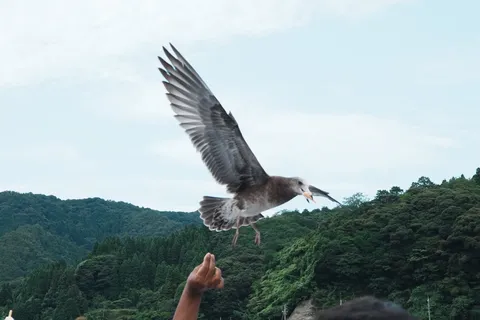 鳥さん、キャッチ！