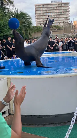 青いボールと観客の視線