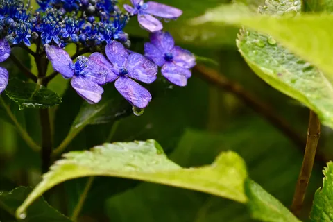 雨粒きらめく紫陽花