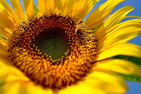 太陽の鼓動を寄せる花