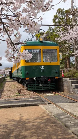 花霞に佇む旅の夢