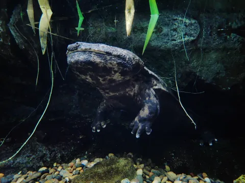 水中で眠る巨獣の気配