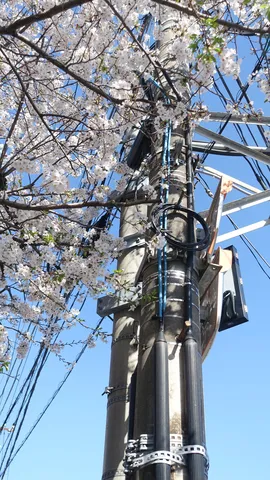 電線と桜、春のアンバランス